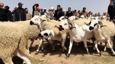 المغاربة يستقبلون قرار إلغاء أضحية عيد الأضحى بإرتياح كبير