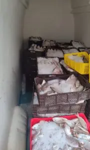 الأسماك المهربة